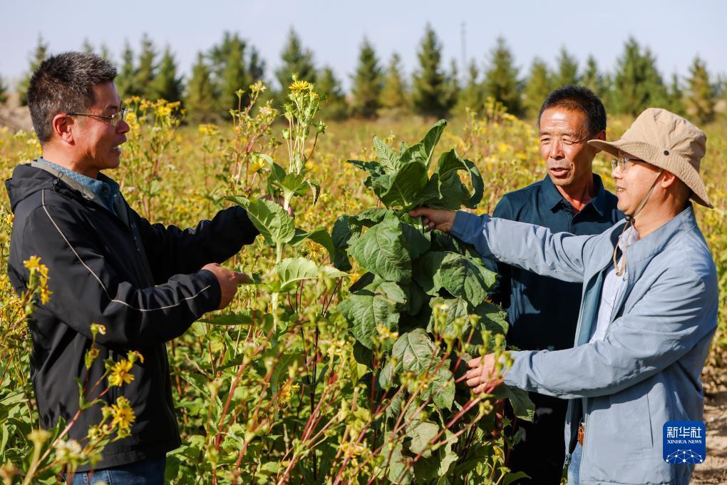 美高梅游戏攻略